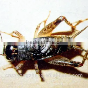 Whosale Organic Food Bird Food Freeze Dried Crickets thumbnail-1