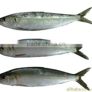Seafood Frozen Sardines thumbnail-1
