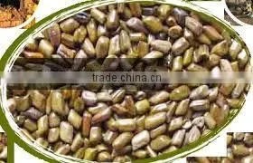 Standard Quality Cassia Tora Seed thumbnail-2
