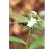 Alkannin thumbnail-1
