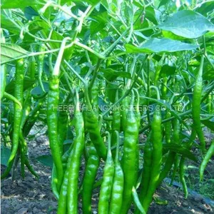 Green Thin And Long Hot Chili Pepper Seeds For Planting thumbnail-3