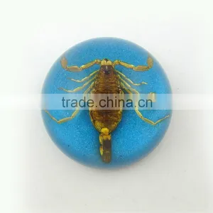 2016 New Style Business Particularly Paperweight With Real Insect Spide thumbnail-3