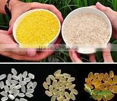 Artificial Instant Rice Food Machine/Artificial Rice Extruder Machine thumbnail-6