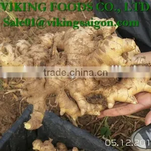 FRESH GINGER _ HIGH QUALITY thumbnail-3