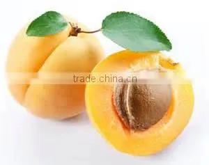 40ml Apricot Kernel Oil thumbnail-1