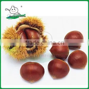 Wholesale Dandong Chestnut /New Crop Tai Mount Chestnut/Chestnut From China Origin thumbnail-1