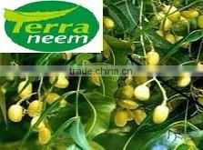Neem Seed Oil- PURE AND NATURAL thumbnail-4