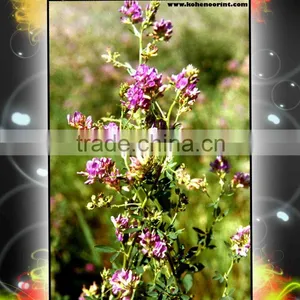 Alfalfa Seeds thumbnail-1