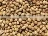 Coriander Seed thumbnail-1