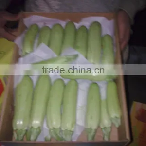 Zucchini thumbnail-6