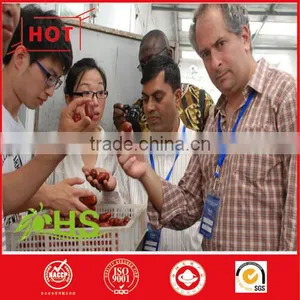 Walnut Sandwish Red Date Factory Price Export to Korea thumbnail-4