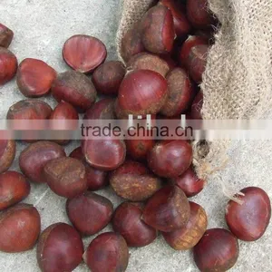 Fresh Chestnut Food thumbnail-1