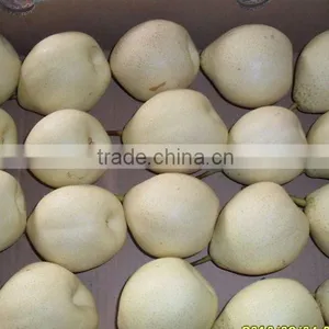 Asian Ya Pear Packed in 9kg 18kg Box for Sale thumbnail-3