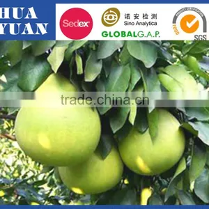 Chinese Honey Pomelo With Good Quality thumbnail-1