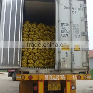 Fresh Potatoes Exporters thumbnail-1