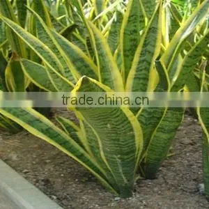 Golden Green Sansevieria for Indoor Ornamental Bonsai Plants thumbnail-2