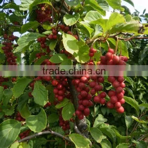 Free Sample Anxiety-proof Fructus Schisandra Extract thumbnail-6