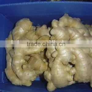 Fresh Washed Ginger thumbnail-2