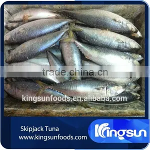 Export Whole Round Seafood Fish Wholesale Frozen Skipjack Sea Food Tuna Price Kingsun Foods thumbnail-1