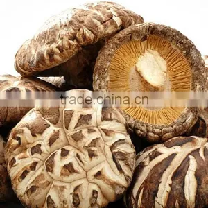 Hot Sale Log White Flower Mushroom thumbnail-4