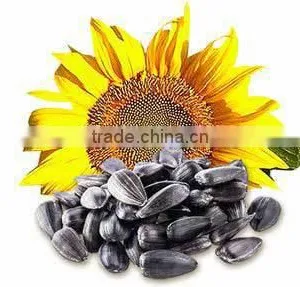 SUNFLOWER OIL SEEDS thumbnail-1