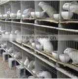 Design Layer Rabbit Cages thumbnail-1