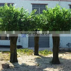 China Wholesa Decoration Tree /outdoor UV Proof Vivid Looking Bionic Barks Ornament Artificial Ficus Tree thumbnail-2