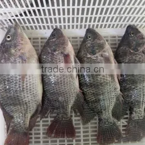 BQF Good Quality Tilapia Whole Round 200-300g 300-500g thumbnail-2