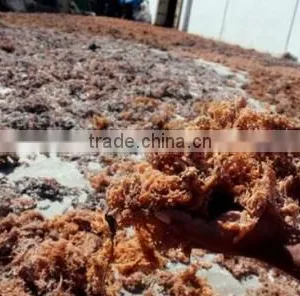 Gracilaria, Euchema Spinosum And Cottoni Seaweeds thumbnail-5