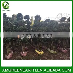 Ficus Microcarpa Bonsai 1.5m (2) thumbnail-1