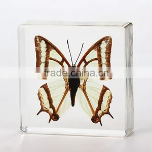2016 New Style Wholesale Paperweight With Real Butterfly thumbnail-4