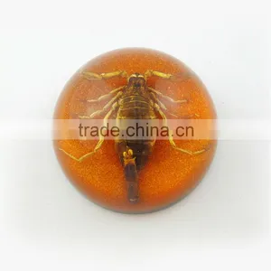 2016 Latest Design Meaningful Paperweight for Promotion Gift With Real Insect thumbnail-2