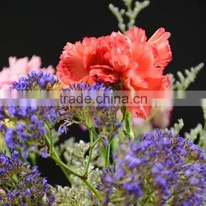Fresh Color Flame Orange Cut Fresh Carnations thumbnail-5