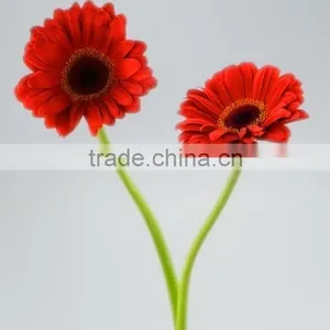 Durable Savanna Red Gerbera Flower thumbnail-1