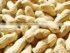 Chinese Peanuts With Shell thumbnail-1