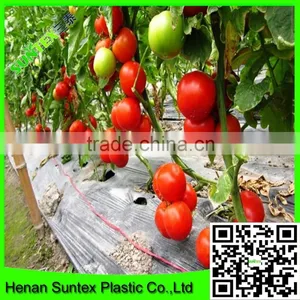 Support Peas Runner Beans & Sweet Peas Climbing Plant Support Mesh Net thumbnail-1