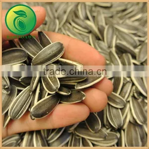 2015 New Crop Free Samples CBD Oil Sunflower Seeds thumbnail-2
