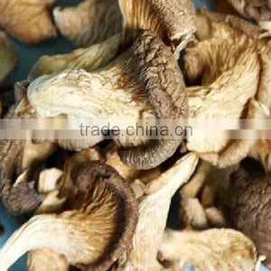 High Quality Fungusabalone Mushroom China thumbnail-3