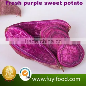 Exporter Fresh Purple Sweet Potatoes thumbnail-1