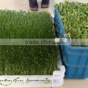 Hydroponics Animal Fodder Bean Sprout Machine/oat Sprouting Machine/ Bean Sprout Growing Machine on Sale thumbnail-6