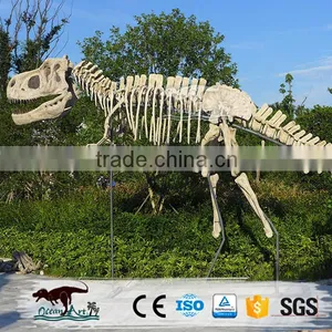 OA4082 High Quality Fossils Dinosaur thumbnail-6