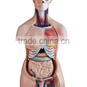 Biology Human Whole Body Anatomical Model (Human Anatomical Torso) thumbnail-1