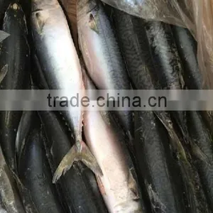 Frozen Pacific Mackerel thumbnail-1