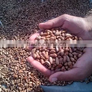 Best Natural Pine Nuts Best Cleaned Grade AAA thumbnail-3