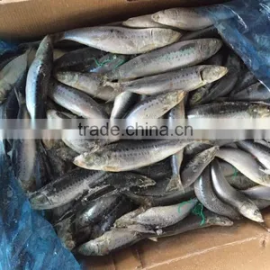 Frozen Whole Round Sardine 10-12pcs/kg for Market thumbnail-4