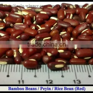 Bamboo Beans [ Red ] thumbnail-1