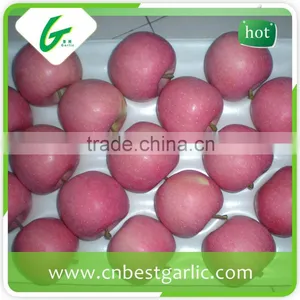Honey Red Fuji Apples in Big Sizes thumbnail-6