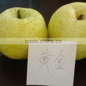 2012 New Crop Golden Pear thumbnail-1