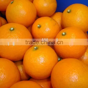Best Price Fresh Juicy Navel Orange thumbnail-1
