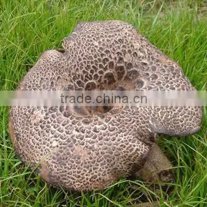Dried Sarcodon Imbricatus Mushroom thumbnail-1